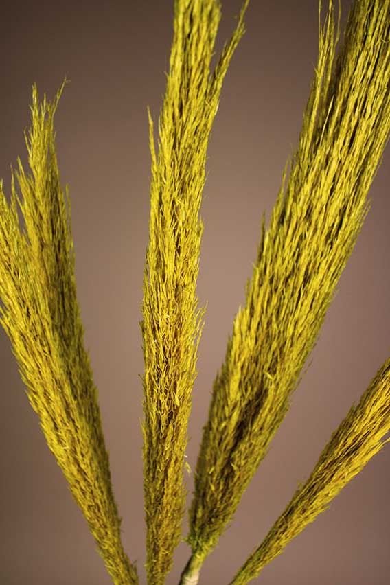 Gele pampas gras closeup